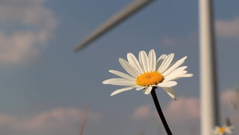 Daisy-with-Wind-Turbine