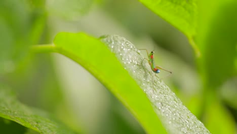 Tiny-Cricket-on-Leaf