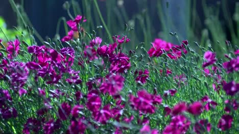 Lilane-Blumen