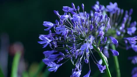 Violette-Blumen
