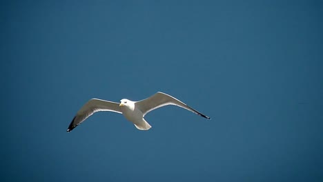Seagull-in-the-Sky