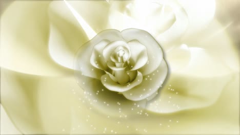 Flower-Motion-Background