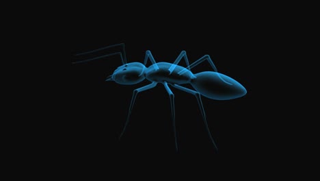 Transparent-Ant-1608