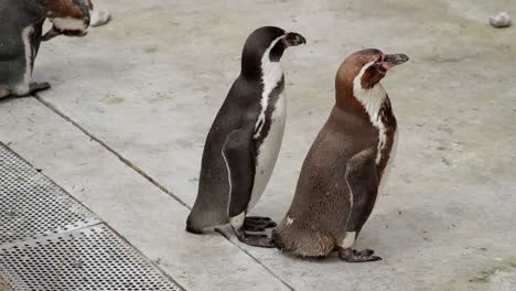 Pinguine-Streiten