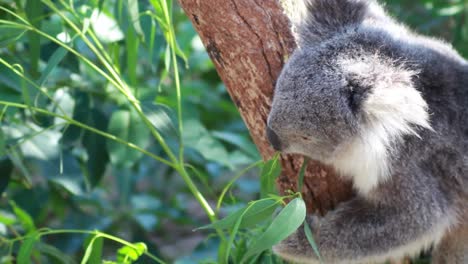 Koala-Bear-Eating-in-Tree