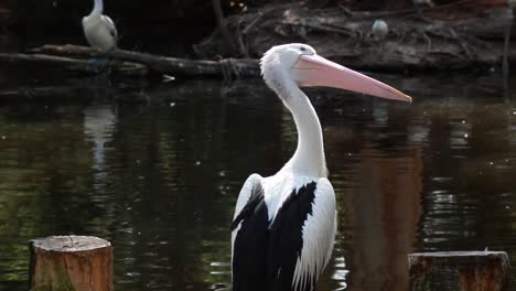 Pelican-Near-Lake