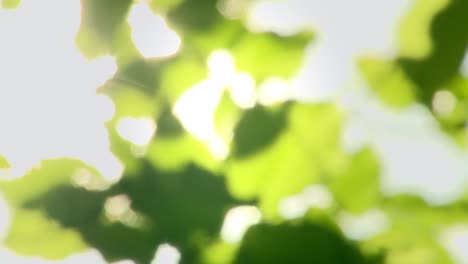Grüne-Blätter-Bokeh-Mit-Lens-Flare