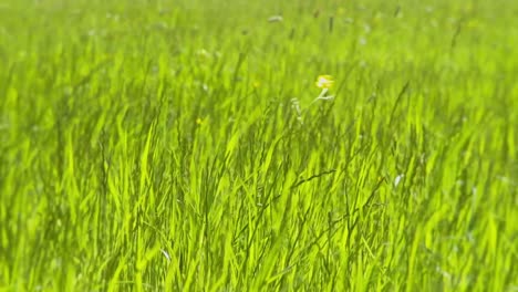Green-Grass-in-Meadow