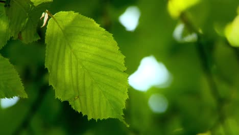 Green-Leaf-in-Sunlight