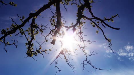 Sun-Behind-Tree-Panning-Shot