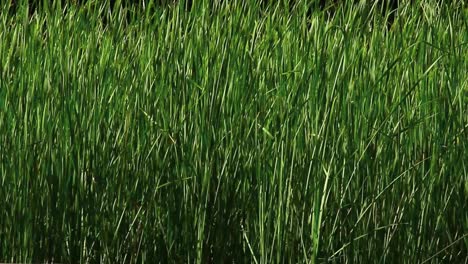 Tall-Blades-of-Grass