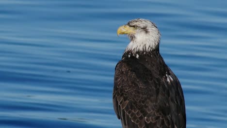 Bald-Eagle-by-the-Water-