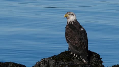 Bald-Eagle-by-the-Water-2