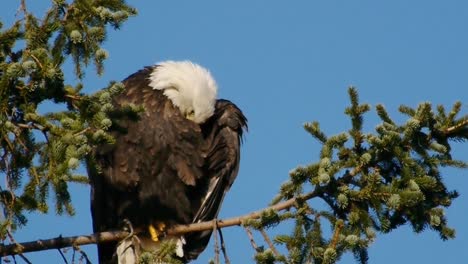 Bald-Eagle-Cleaning-Feathers