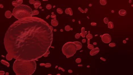 Rote-Blutkörperchen