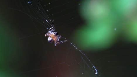 Spider-Spinning-its-Prey