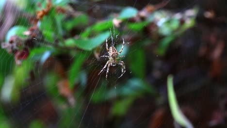 Spider-on-Web-Close-Up