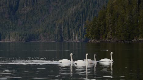 Trumpeter-Swans-Swimming-Together
