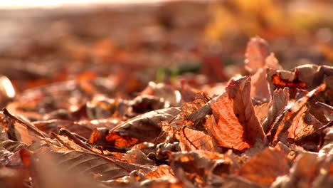 Autumn-Leaves-1-