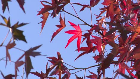 Bright-Red-Autumn-Leaves