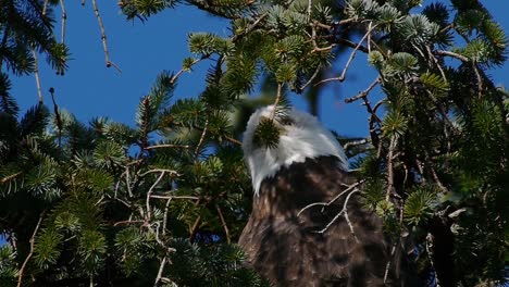Eagle-Watching-Behind-Branches