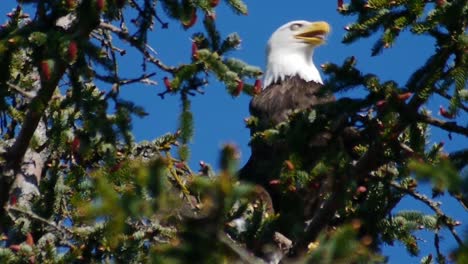 Happy-Eagle-in-Tree