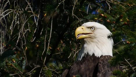 Eagle-In-a-Tree-