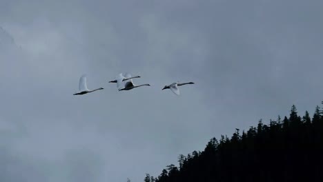 Geese-Flying-