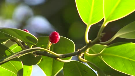Red-Berry-on-Green-Leaves
