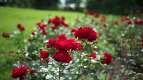Rote-Rosen-An-Einem-Sonnigen-Tag