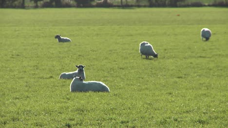 Schafe-Grasen-Auf-Einem-Feld