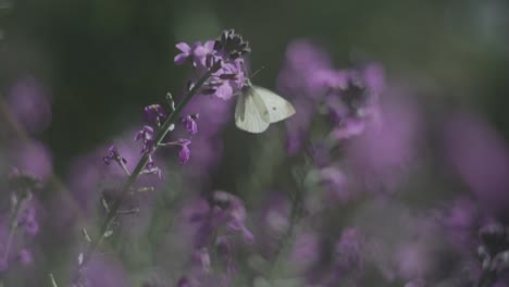 Ein-Schmetterling-Bewegt-Sich-Zwischen-Blumen