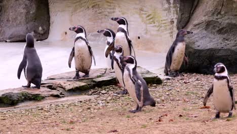 A-Huddle-of-Penguins