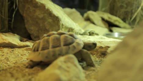 Schildkrötenpaar-Beim-Erkunden