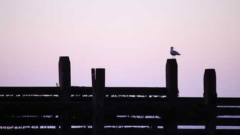 Seagull-at-Dusk