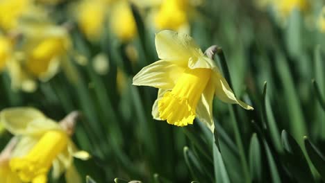 Daffodils-in-Spring
