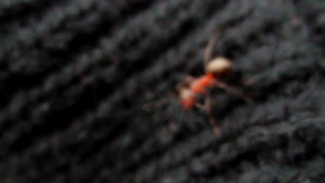 Ameisen-In-Zeitlupe-Cc-by-Natureclip