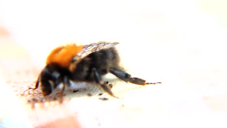 Bee-Macro-Slow-Motion-CC-BY-NatureClip