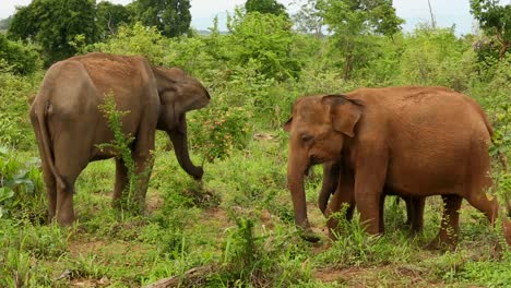 Elefanten-In-Freier-Wildbahn