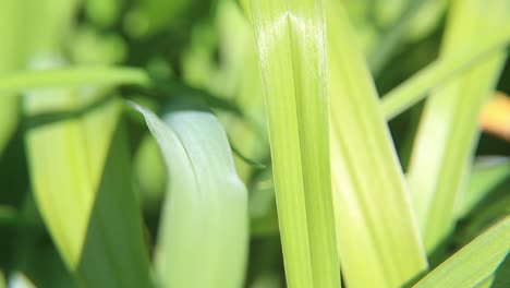 Grass-blades-CC-BY-NatureClip