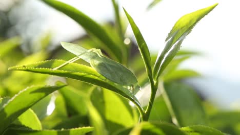 Grasshopper-on-Tea-Leaves