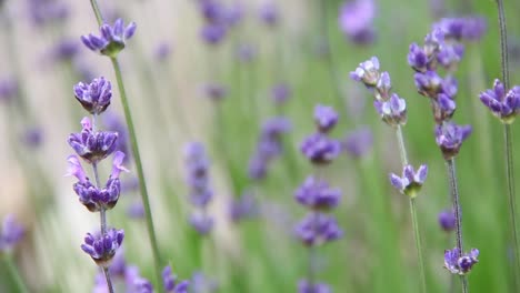 Lavender-CC-BY-NatureClip-
