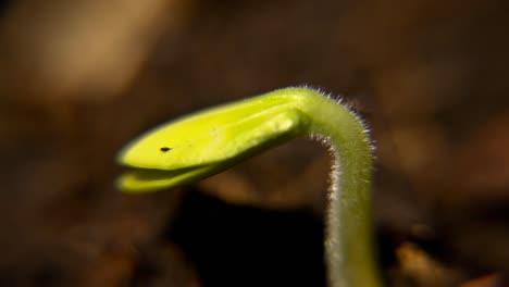 Macro-Seedling-Time-Lapse-CC-BY-NatureClip