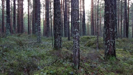 Stiller-Wald-Cc-von-Natureclip