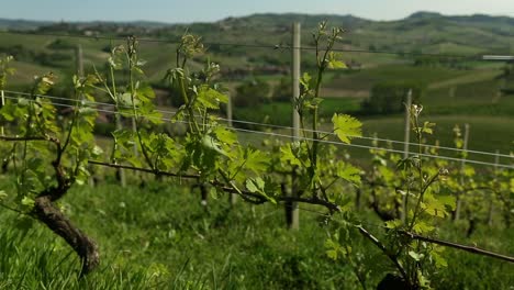 Grape-Vines-in-Italy