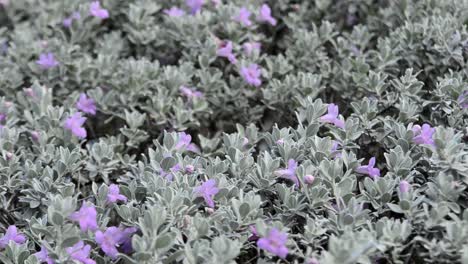 Bush-With-Purple-Flowers