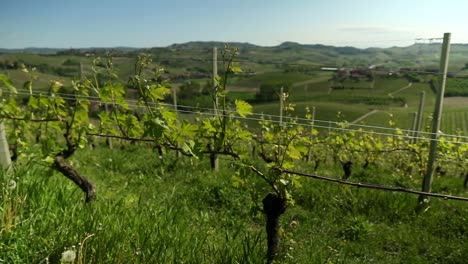 Wine-Country-Pan-2