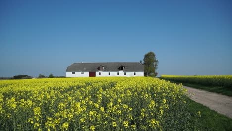 Barn-in-Mustard-Field