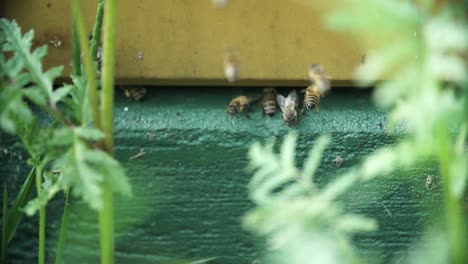 Bees,-at-Beehive---Closeup