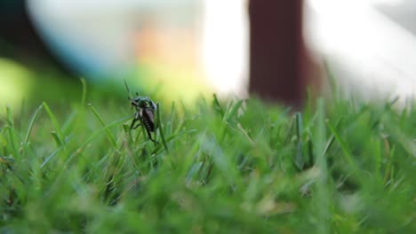 Escarabajo-en-hierba